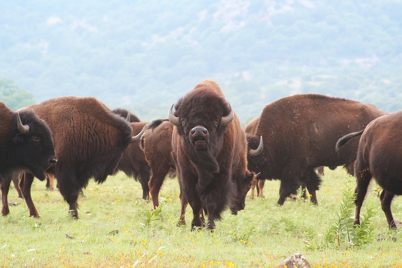 Bison photo, Oklahoma